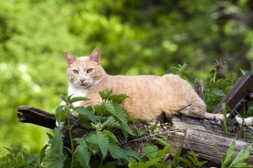 Скільки років живуть кішки   тривалість життя і як її збільшити
