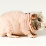 Лисі морські свинки   болдуін і скінні   догляд, ціни, фото, відео, відгуки