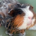 Розеткова морська свинка: догляд за породою, фото, ціни, відео, відгуки власників