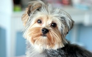 Йоркширський терєр: ціна цуценя, скільки коштує собака, міні та фото