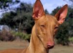 Фараонового собака   опис і характер породи