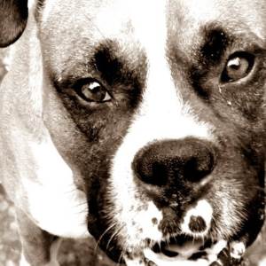 Сказ у собак: симптоми, ознаки, інкубаційний період, наслідки