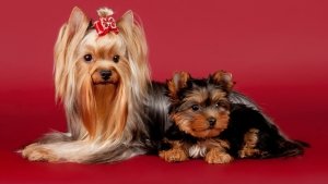 Породи маленьких собак з фотографіями і назвами, ціни та переваги