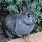 Голландський карликовий кролик: історія, зміст і характер породи, фото і відгуки