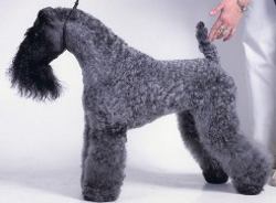 Керрі блю терєр: фото самої відомої породи собак, фотографії цуценят