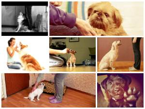 Дресирування собак в домашніх умовах: відео, німецької вівчарки, мисливських