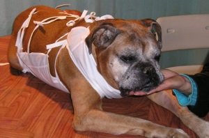 Піометра у собак: симптоми і лікування, фото, діагностика, групи ризику