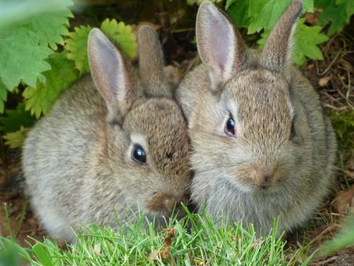 8 поширених міфів про кроликів