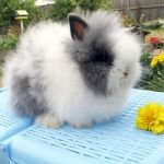 Ангорський карликовий кролик: фото, відео, зміст, особливості, відгуки власників