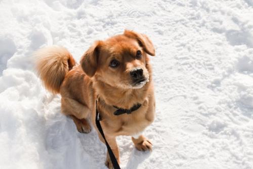 Обмороження та переохолодження у собак: симптоми та перша допомога