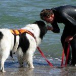 Ньюфаундленд   собака водолаз? Читайте опис породи, характеристику, дивіться відео