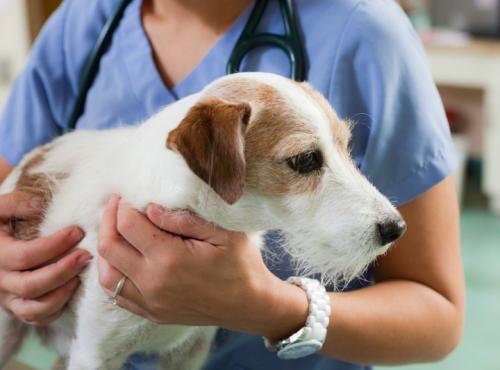 Поширені захворювання собак і як їх розпізнати