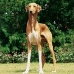 Порода собак азавак: історія, внутрішні і зовнішні якості, вибір щеняти азавака