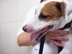 Лишай у собаки: фото, початкова стадія, симптоми, як виглядає, лікування