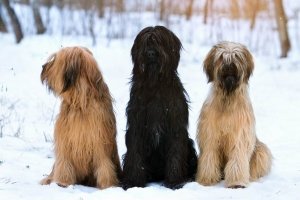 Порода собак Бріар: опис з фото, особливості характеру та догляду, ціна цуценя
