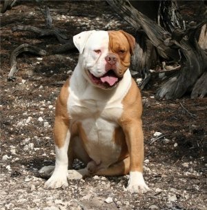Бійцівські собаки: фото та назви, список порід і приблизна вартість