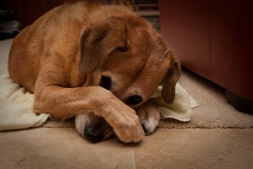 Чому у собаки погано пахне з рота