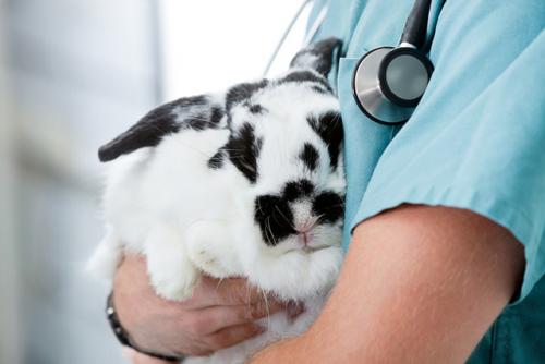 Вакцинація кроликів: міксоматоз і ВГХК
