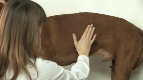 Сечокамяна хвороба (СКХ) у собак   симптоми й методи лікування