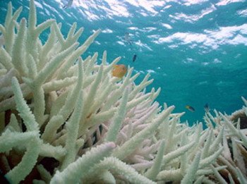 Властивості коралової води для схуднення, способи застосування