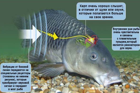 Слух у риб, що є органом слуху у риби