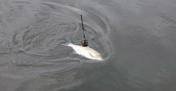 Рибалка фідером на річці, як ловити на протязі