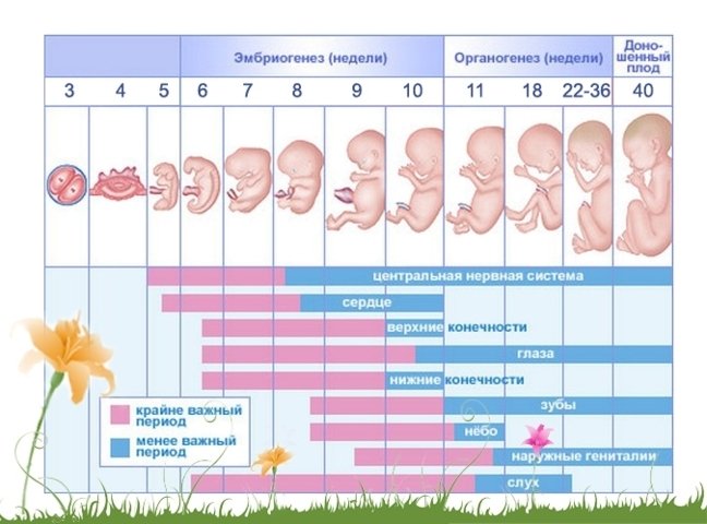 Калькулятор вагітності по тижнях і днях точний розрахунок