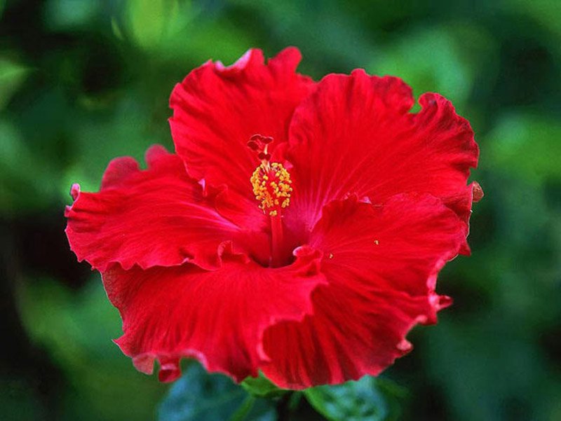 Троянди — Гібіскус садовий догляд та розмноження в домашніх умовах