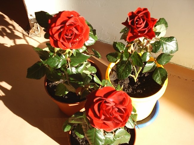 Троянди — Гібіскус садовий догляд та розмноження в домашніх умовах