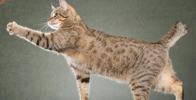 Пиксибоб: фото, ціна, опис породи, характер, відео, розплідники – Муркотэ про кішок і котів