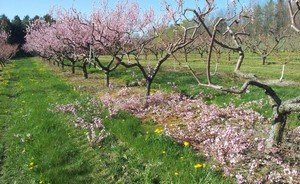 Правильна схема обрізки персика восени і навесні (відеоурок і схема)