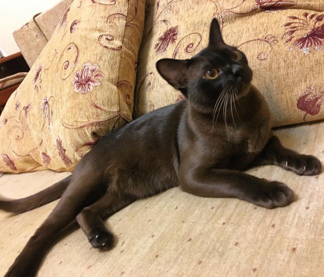 Бурманская кішка: фото, ціна, опис породи, характер, відео, розплідники – Муркотэ про кішок і котів