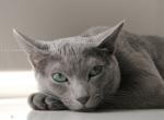 Основні відомості про російської голубої кішки коротко: вага, розміри і опис