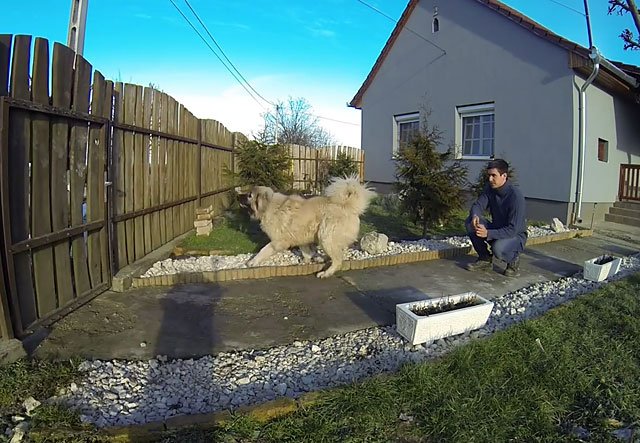 Дресирування кавказької вівчарки з фото і відео