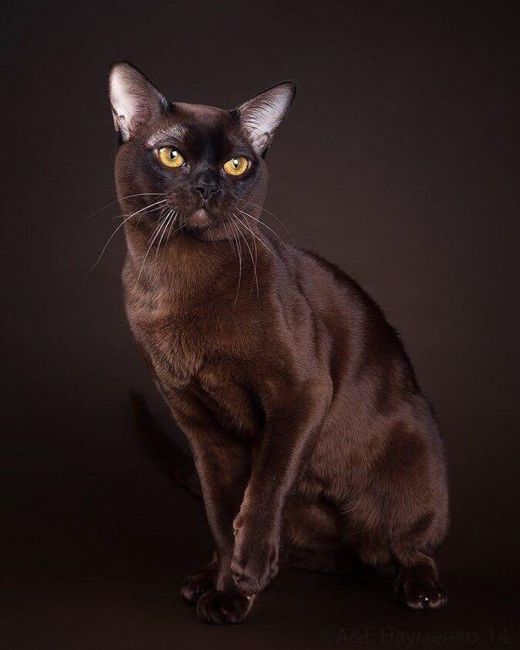 Бурманская кішка: фото, ціна, опис породи, характер, відео, розплідники – Муркотэ про кішок і котів