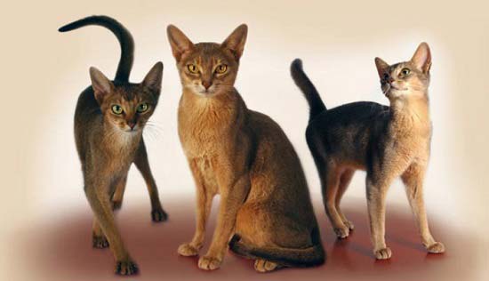 Абіссінська кішка: фото, опис породи, характер, відео, ціна – Муркотэ про кішок і котів