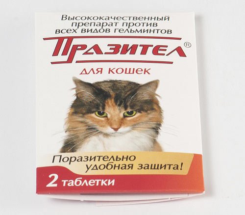 Празител для кішок: відгуки, інструкція із застосування, протипоказання – Муркотэ про кішок і котів