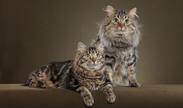 Американський бобтейл: фото, ціна, опис породи, характер, відео, розплідники – Муркотэ про кішок і котів