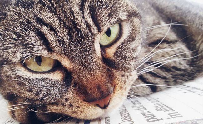Коронавірус у кішок: симптоми, лікування, профілактика – Муркотэ про кішок і котів