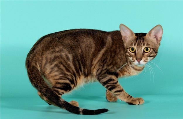 Сококе: фото кішки, ціна, опис породи, характер, відео, розплідники – Муркотэ про кішок і котів