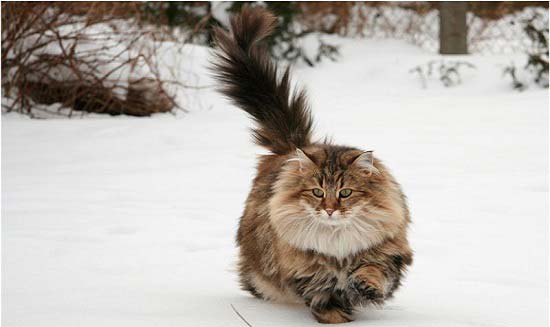 Найбільші кішки з фотографіями і назвами (ціни, факти) – Муркотэ про кішок і котів