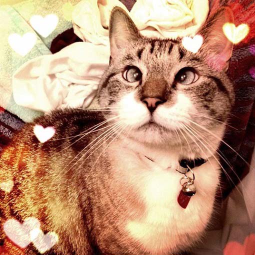 Фото косоглазой кішки, яка підірвала інтернет – Муркотэ про кішок і котів