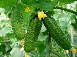 Секрети вирощування огірків у відкритому грунті
