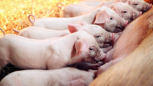 Що робити, якщо свиноматка відмовилася годувати поросят: відповідь спеціаліста