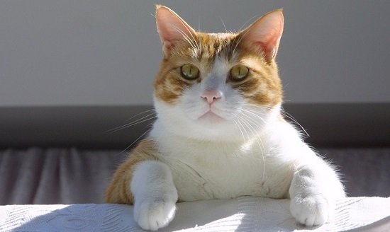 Корм для кішок Фрискис (Friskies)   відгуки і поради ветеринарів – Муркотэ про кішок і котів