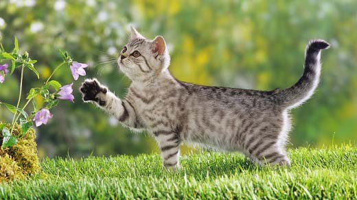 Ниркова недостатність у кішок, пієлонефрит та гломерулонефрит: Хвороби нирок у котів – Муркотэ про кішок і котів
