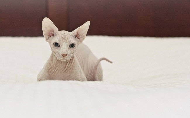 Канадський сфінкс: фото кішки, ціна, опис породи, характер, відео, розплідники – Муркотэ про кішок і котів