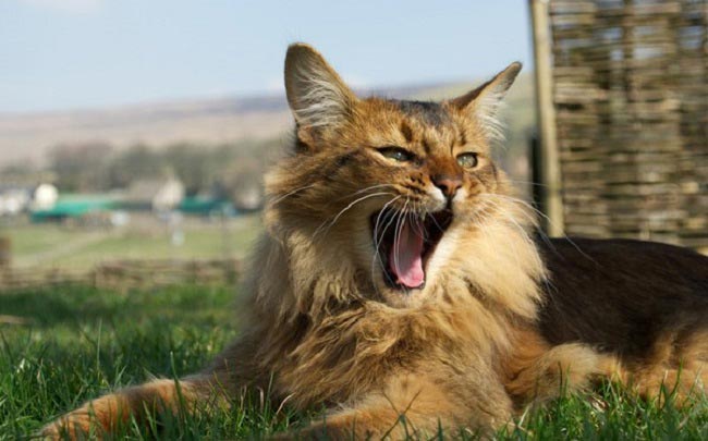 Сомалійська кішка: фото кішки, ціна, опис породи, характер, відео, розплідники – Муркотэ про кішок і котів