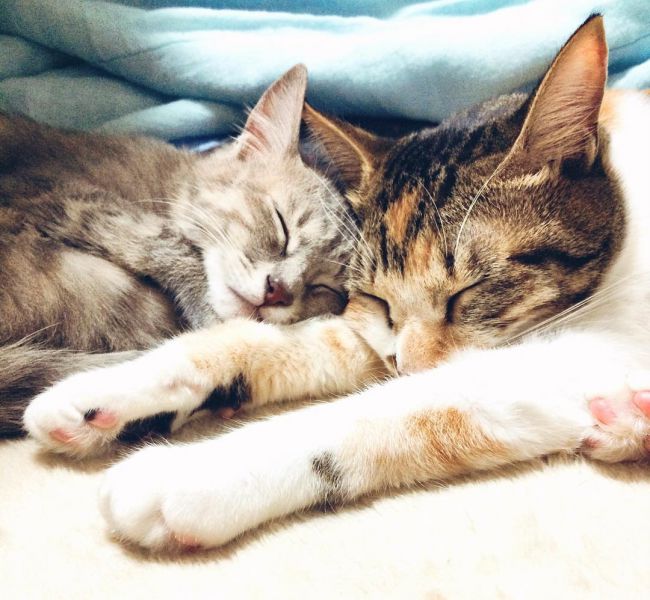Заспокійливе та снодійне для кішок – Муркотэ про кішок і котів