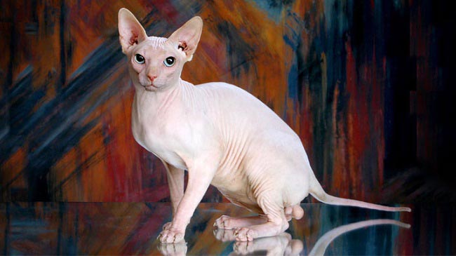 Як визначити породу кішки з фото, забарвленню і довжині вовни – Муркотэ про кішок і котів